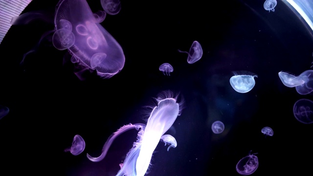 一群美丽的水母漂浮在海里视频素材