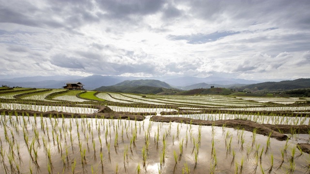 美丽的4k镜头稻田稻田，暴雨和云在泰国北部清迈。视频素材