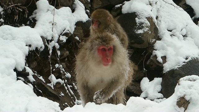 可爱的小猴子爬在妈妈身上，在白雪覆盖的岩石山上。视频下载