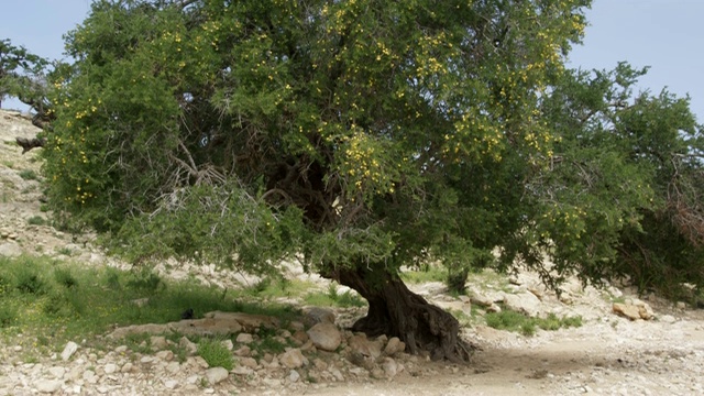 古树在沙漠景观视频下载