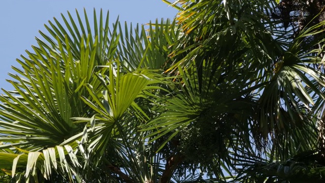 绿色的棕榈树长叶子上的风4K视频下载