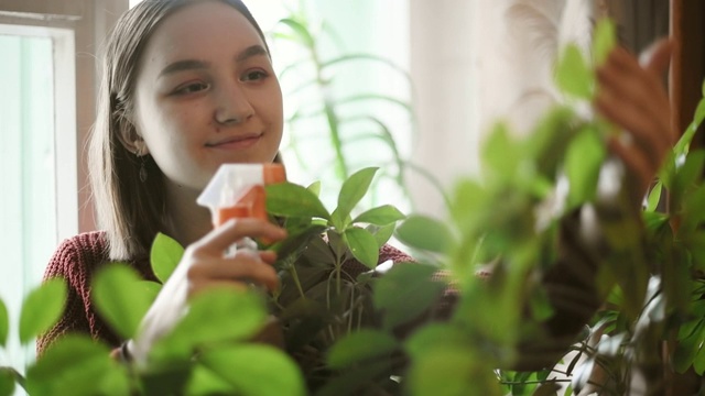 快乐的小女孩在家浇灌绿色植物视频下载