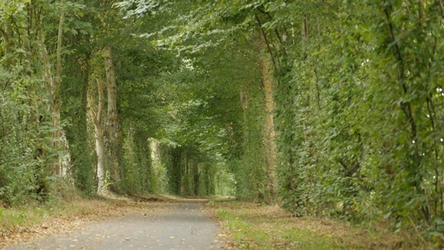 道路穿过绿色的森林与落叶缓慢倾斜4K视频素材