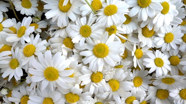 美丽的白色雏菊花宏观视图视频素材