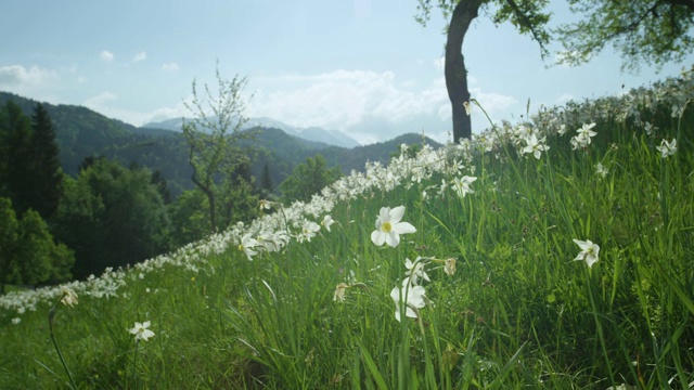 令人惊叹的高山自然环绕着长满白花的草地。视频素材