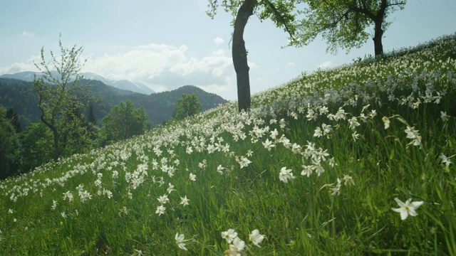 美丽的全景图，深绿色的树林和牧场在春天开花视频素材