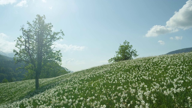 令人惊叹的照片，风景如画的田野在阿尔卑斯山充满白色水仙花。视频素材