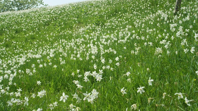 特写:阳光普照的阿尔卑斯山上，无边无际的草地长满了美丽的白色水仙花。视频素材