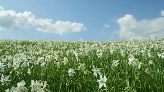 特写:美丽的白花生长在阿尔卑斯山清澈的蓝天下视频素材