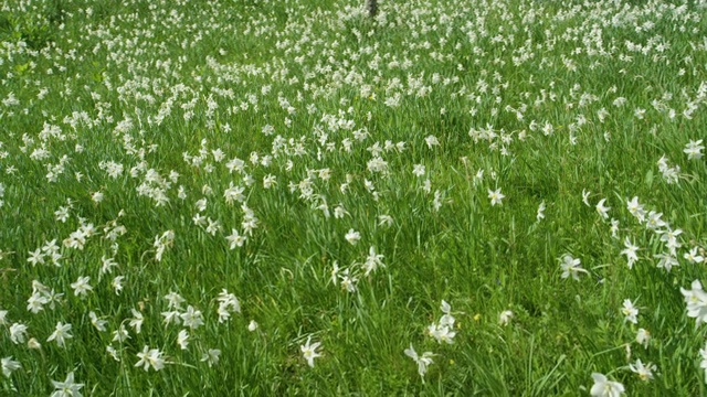 慢镜头:美丽的白色水仙花生长在阿尔卑斯山的原野上。视频素材