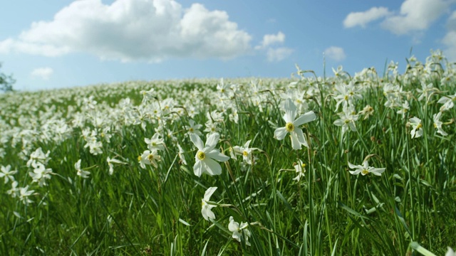 特写:田园诗般的景色，空旷的草地上盛开着白色的水仙花。视频下载