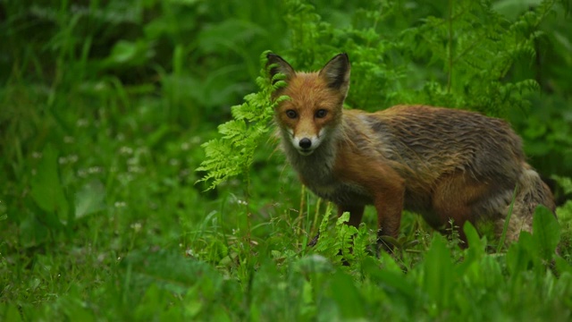 千岛群岛的狐狸视频下载