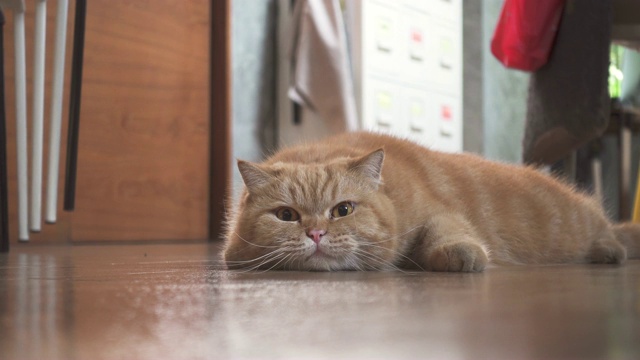 可爱的小猫在木地板上玩玩具，脸上带着滑稽的表情视频下载