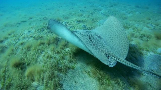 长尾黄貂鱼游过沙地底部-阿布达巴，马萨阿拉姆，红海，埃及，非洲视频素材