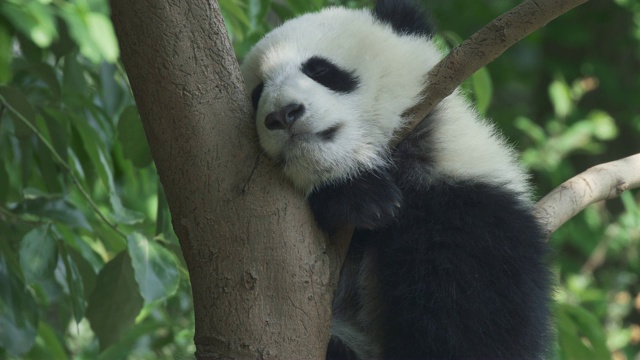 熊猫宝宝在树上睡觉视频素材