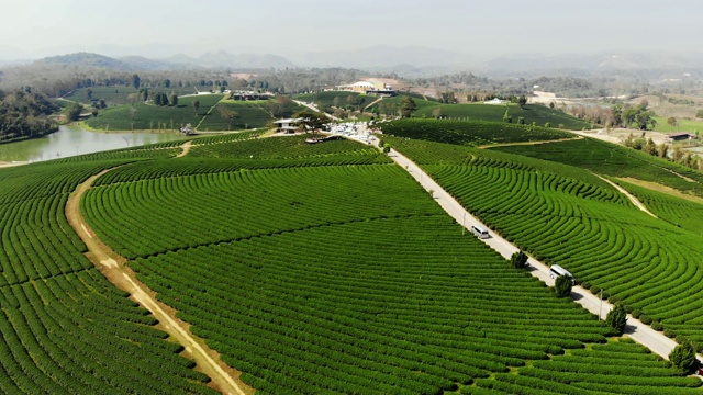 鸟瞰泰国清莱的绿茶树田。视频素材