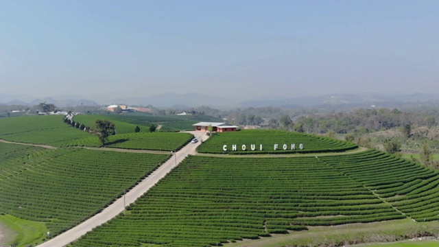 鸟瞰泰国清莱的绿茶树田。视频素材