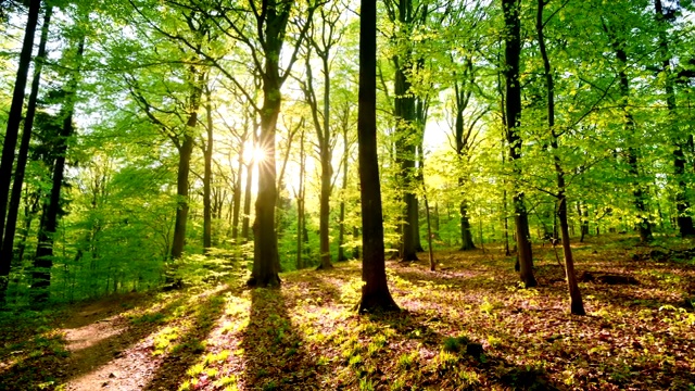 时间流逝，美丽的阳光洒在清新的绿色森林里视频素材