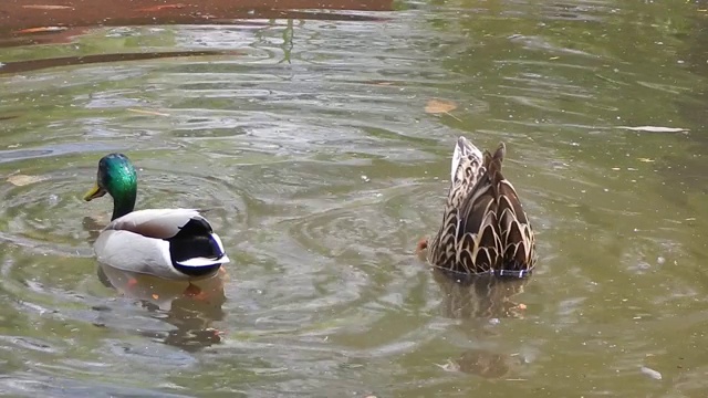 鸭子在池塘里游泳视频素材