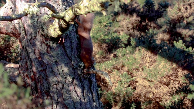 在一个阳光明媚的冬日早晨，红松鼠(Sciurus vulgaris)坐在松树的树枝上寻找并吃着坚果。苏格兰。视频素材
