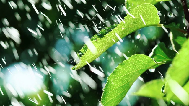 雨滴落在植物的叶子上。视频素材