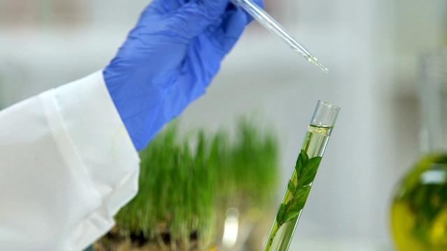 实验室工作人员在试管中加入几滴油和植物提取物美容视频下载