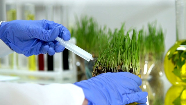 药剂师将农药注射到绿色植物中，培育物种视频下载