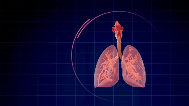 人体肺呼吸系统视频下载