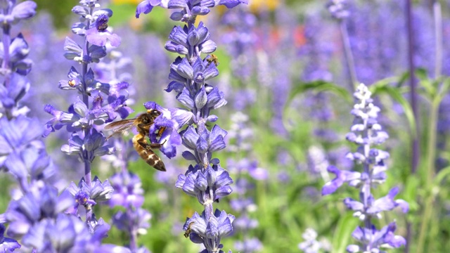 近距离观察飞舞的蜜蜂在多年生丹参植物周围飞舞视频下载