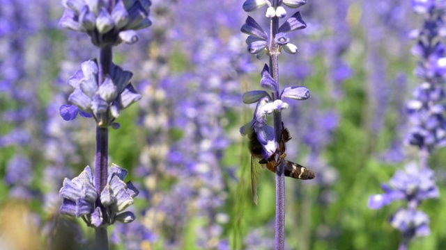 近距离观察飞舞的蜜蜂在多年生丹参植物周围飞舞视频下载