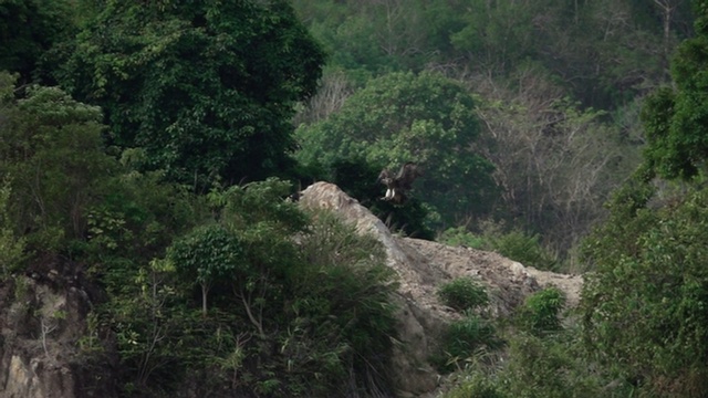 巨大的秃鹫在烈日下降落。视频素材