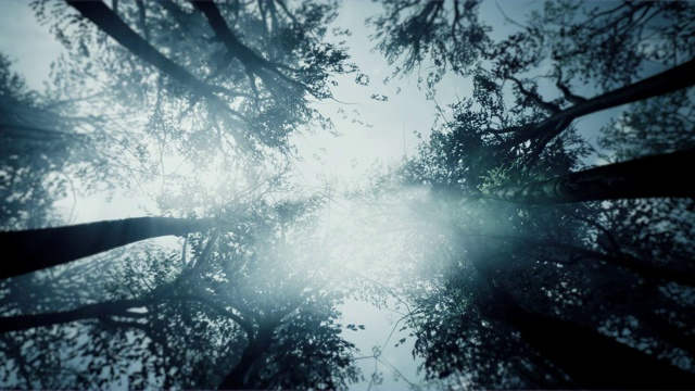 神秘的森林。从底部看树梢。视频素材