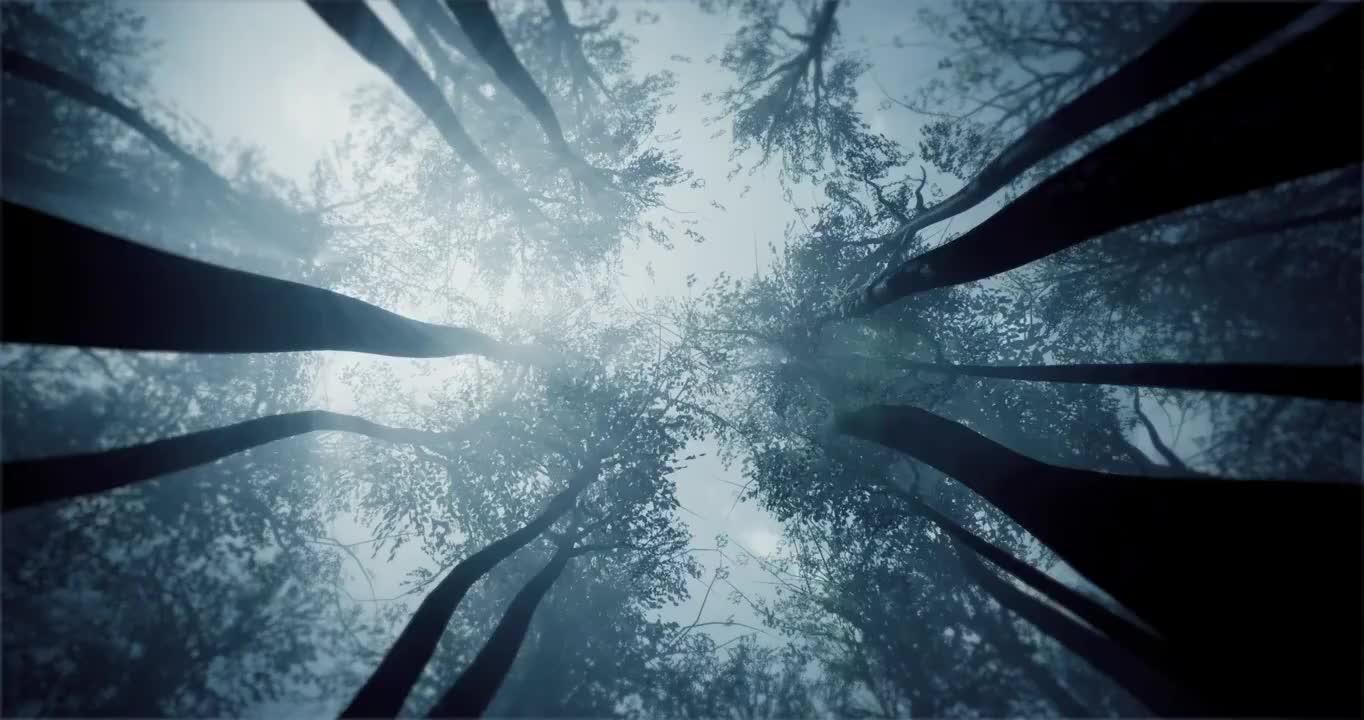 神秘的森林。从底部看树梢。视频下载