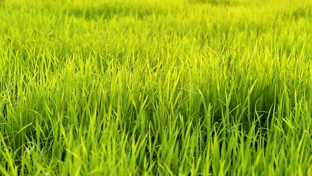 风吹着田野里绿色的稻叶视频素材