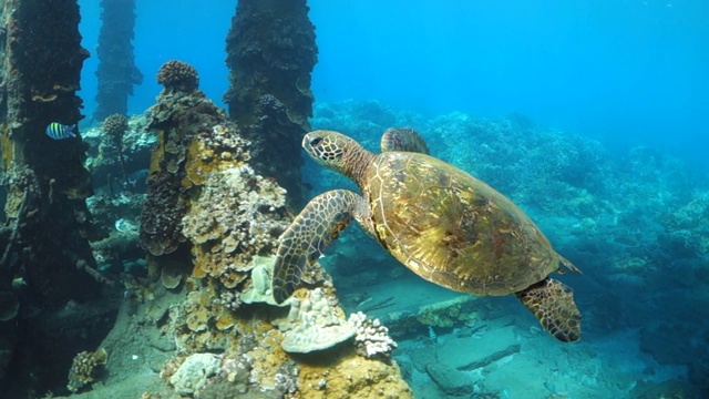 在毛伊岛码头下游泳的海龟，你好视频下载