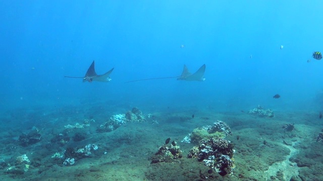 在毛伊岛，蝠鲼游过镜头与另一条鳐一起游泳视频下载