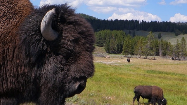 前景特写的水牛的头的一边在黄石国家公园，WY视频下载