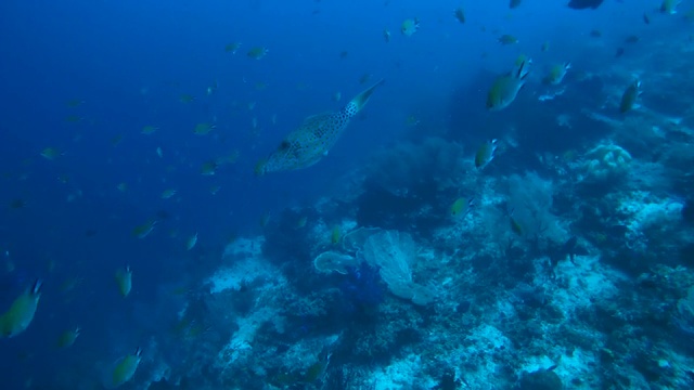 在大洋洲，印度尼西亚，东南亚，蓝水中游弋的是潦草地面鱼，扫帚尾面鱼或潦草的皮夹克视频下载