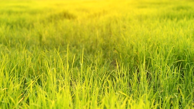 风吹着田野里绿色的稻叶视频素材