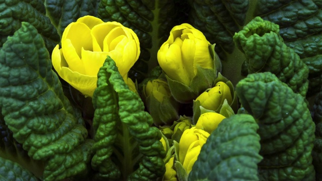黄色的报春花盛开视频素材