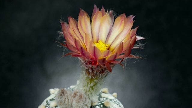 盛开的仙人掌花的时间-星形植物视频素材
