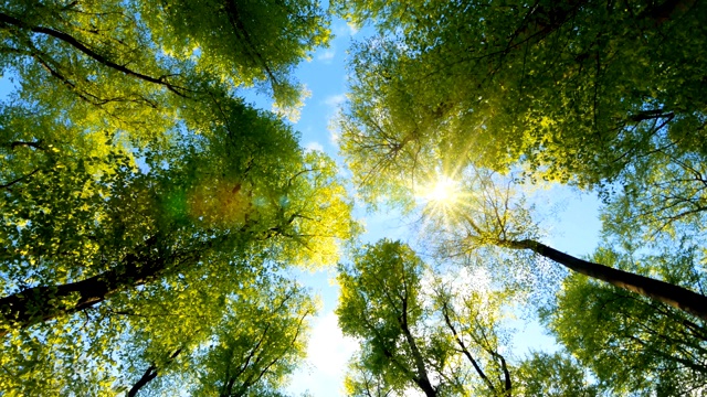 阳光温柔地照过树梢视频素材
