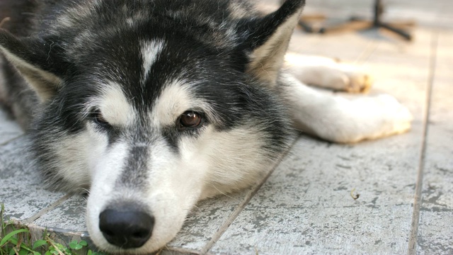 西伯利亚雪橇犬的狗视频素材