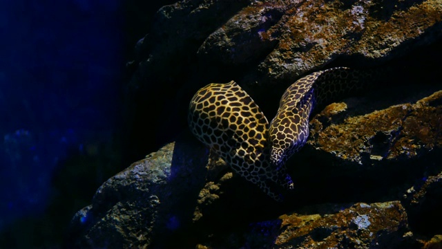 鱼缸海鳗、鱼缸装饰。鱼缸里的海鳗。视频下载