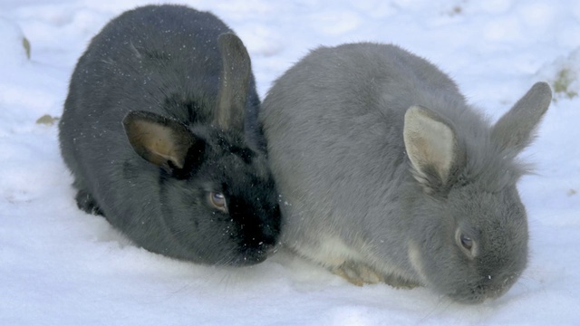 兔子坐在雪里视频下载