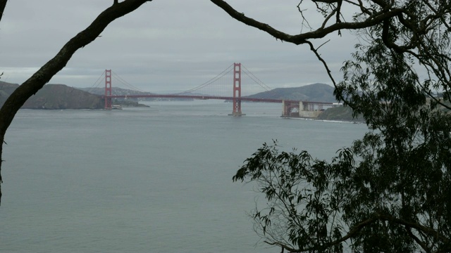 旧金山金门大桥穿越树木4k视频素材