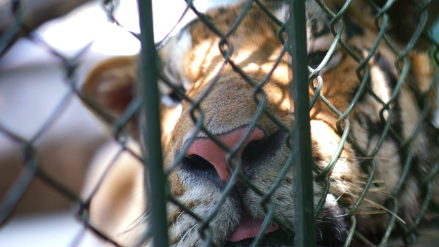 特写:老虎在笼子里微笑视频素材