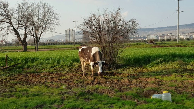 奶牛在草地上吃草视频素材