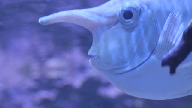 独角兽鱼——近距离观察视频下载