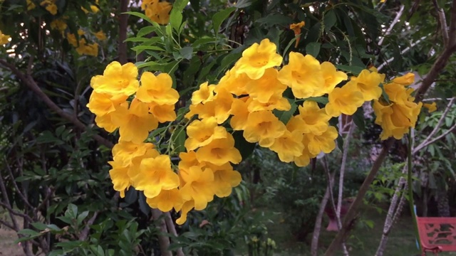 特写黄色Tecoma花在树上视频素材